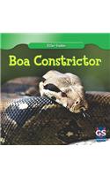 Boa Constrictor