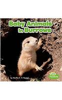 Baby Animals in Burrows (Little Pebble: Baby Animals and Their Homes)