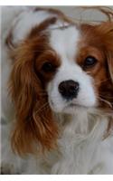 Cavalier King Charles Spaniel with a Sweet Face Dog Pet Journal: 150 Page Lined Notebook/Diary