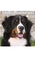 Just Bernese Mountain Dog 2019 Wall Calendar (Dog Breed Calendar)