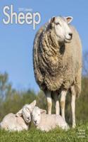 Sheep Calendar 2019