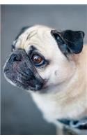 Pug Dot Grid Journal: Blank Dotted Grid Pug Dog Journal: Sweet Pug