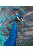 Peacock Pomp Blank Book Lined Journal (8x10)