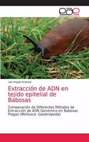 Extracción de ADN en tejido epitelial de Babosas