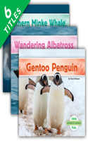 Antarctic Animals (Set)