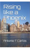 Rising like a Phoenix