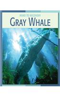 Gray Whale