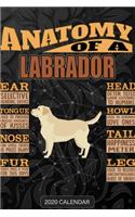 Anatomy Of A Labrador Retriever