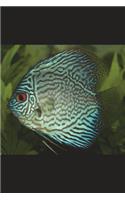 Blue Discus Symphysodon Aequifasciata Journal