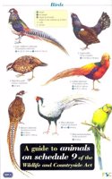 A Guide to Animals on Schedule 9 of the Wildlife and Countryside Act