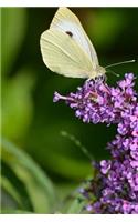 Gonepteryx Rhamni Common Brimstone Butterfly Journal: Take Notes, Write Down Memories in this 150 Page Lined Journal