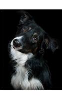 Border Collie Notebook: 8.5 x 11, College Ruled, 150 Pages for Elementary, Primary, Middle, High School or University For Dog Fans