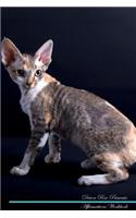 Devon Rex Affirmations Workbook Devon Rex Presents