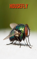 Housefly