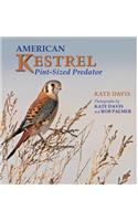 American Kestrel