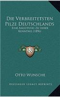 Die Verbreitetsten Pilze Deutschlands
