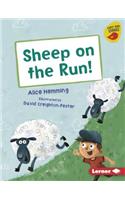 Sheep on the Run!