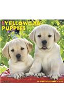 YELLOW LAB PUPPIES 2020 WALL CALENDAR