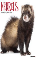 Ferrets 2024 12 X 12 Wall Calendar