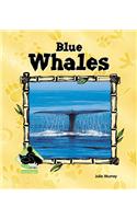 Blue Whales
