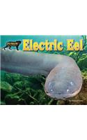 Electric Eel