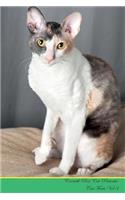 Cornish Rex Cat Presents: Cat Facts Workbook. Cornish Rex Cat Presents Cat Facts Workbook with Self Therapy, Journalling, Productivity Tracker with Self Therapy, Journalling,