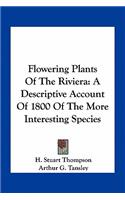 Flowering Plants of the Riviera