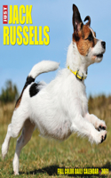 Just Jack Russells 2021 Box Calendar (Dog Breed Calendar)