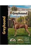 Greyhound