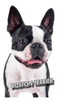 Boston Terrier: Weekly Calendar July 2019 - December 2021 - 30 Months - 131 pages 6 x 9 in. - Planner - Diary - Organizer - Agenda - Appointment - To-Do Soft Cover