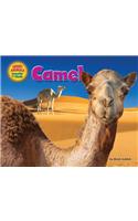 Camel