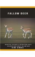 Fallow Deer