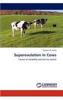 Superovulation in Cows