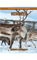 Reindeer