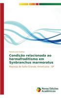 Condição relacionada ao hermafroditismo em Synbranchus marmoratus: (Portuguese)