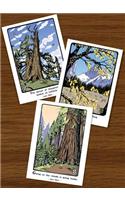 John Muir Tree Assortment (Boxed)