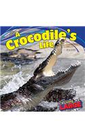 A Crocodile's Life
