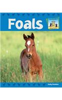 Foals