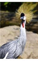 Say Hello to the Grey-Crowned Crane Bird Journal: 150 page lined notebook/diary