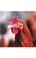Chicken Run Blank Book Grid Lined Journal (8x8; w 1/4 Grid)