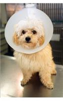 Maltrato Animal. Crueldad Hacia Los Animales