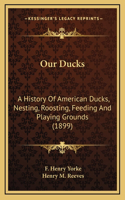 Our Ducks