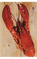 The Lobster Journal: 150 page lined notebook/diary
