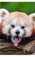Mind Blowing Cute Little Red Panda Yawning 150 Page lined journal