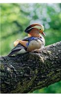 Mandarin Duck Seated on a Branch Journal