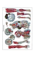 Angiography Notebook