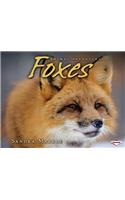 Foxes: (Animal Predators)