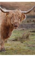 Highland Cows Notebook: 150 lined pages, softcover, 6 x 9