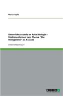 Unterrichtsstunde im Fach Biologie - Stationenlernen zum Thema Die Honigbiene (6. Klasse)