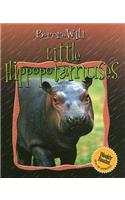 Little Hippopotamuses